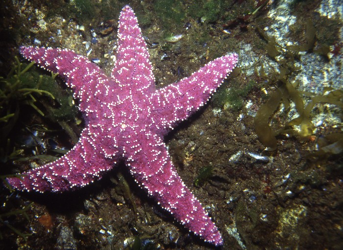 Pisaster ochraceus